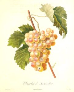 Pomologie Française - Chasselat de Fontainebleau - A.Chazal