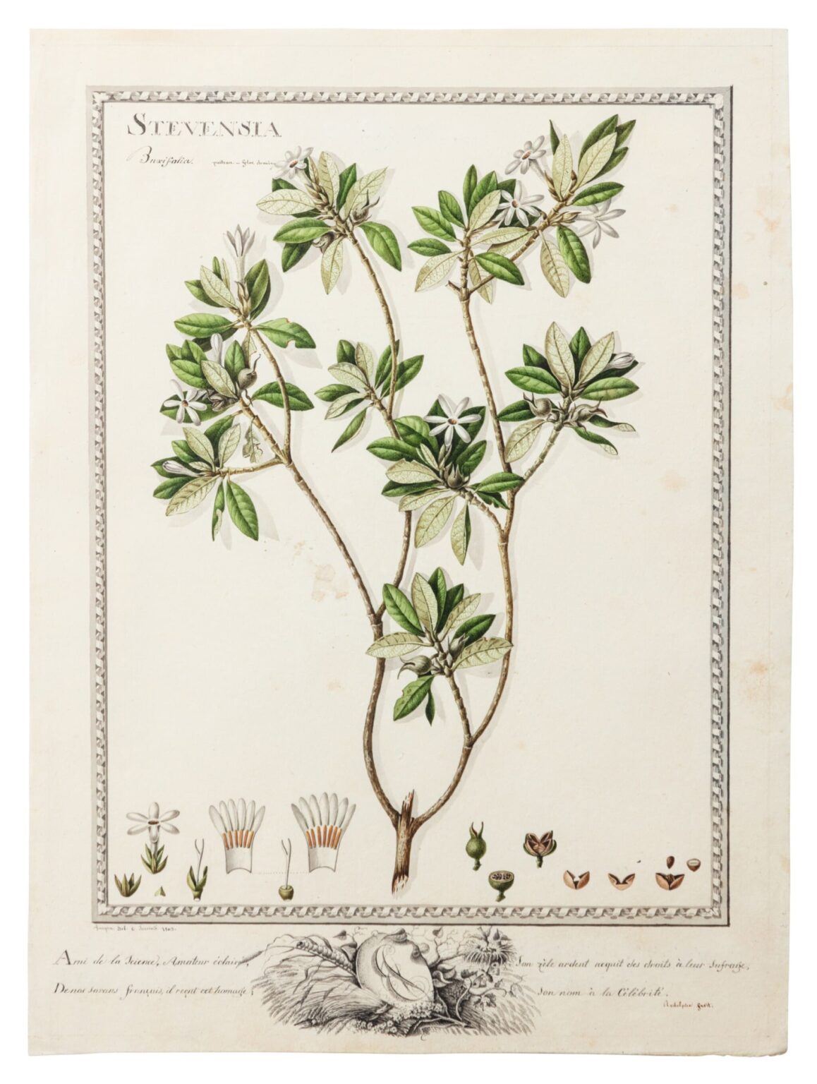 Stevensia Buxifolia - Poiteau