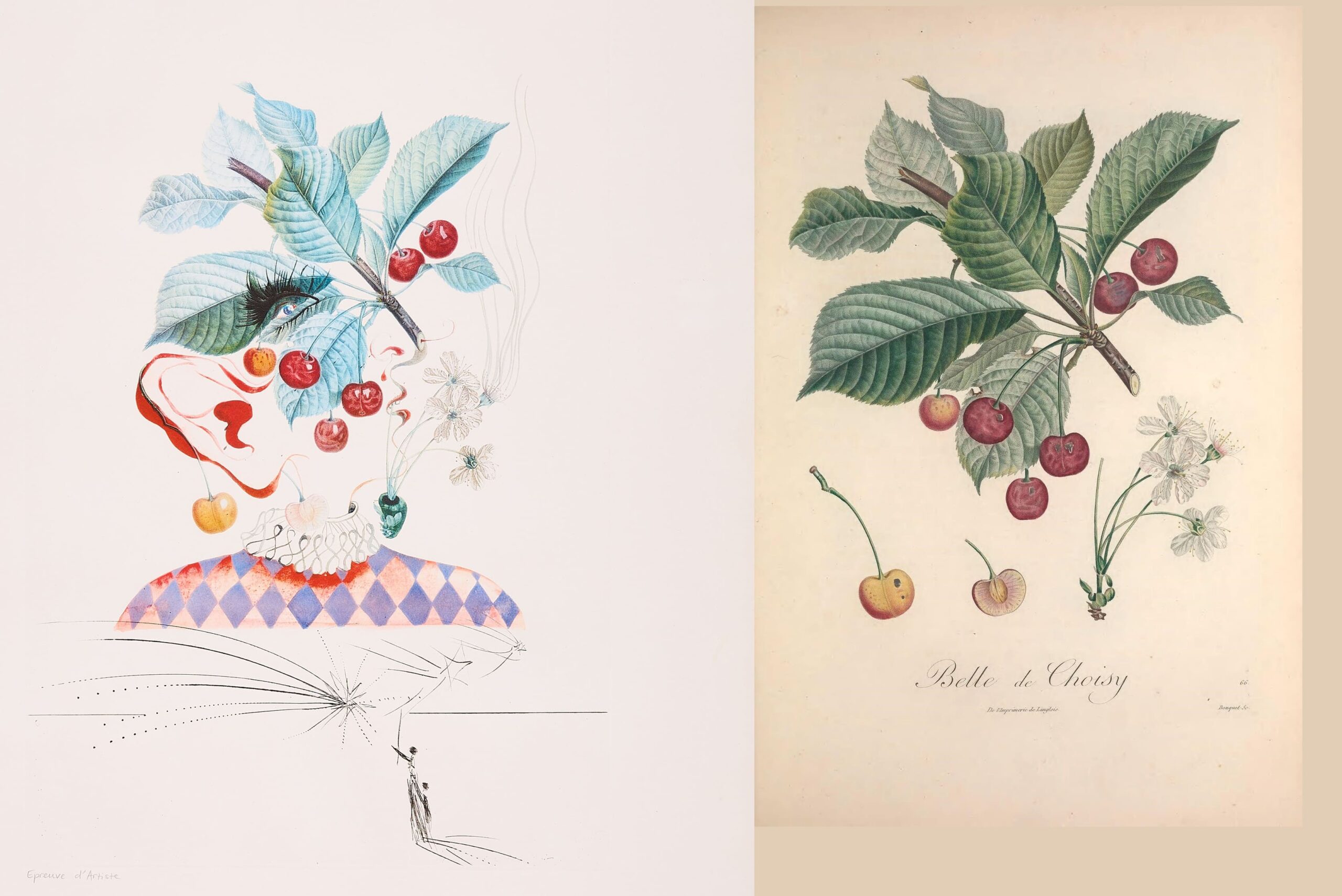 Flordali Les Fruits Cherries-Dali_Belle de Choisy-Turpin