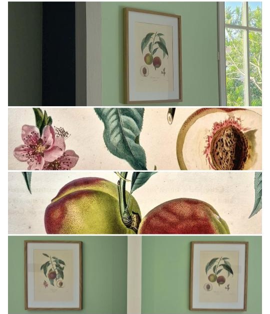 Traité des arbres fruitiers, pêches Chevreuse tardive et Vigneuse hâtive. Poiteau et Turpin. Détails.